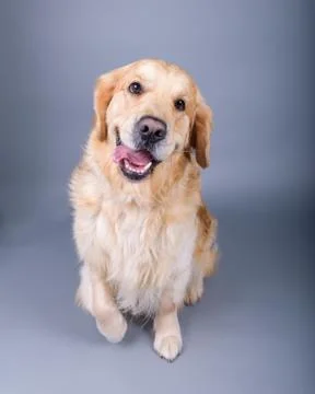 Dog on background. taken in a studio. Stock Photos