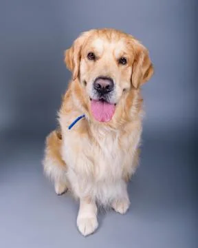 Dog on background. taken in a studio. Stock Photos