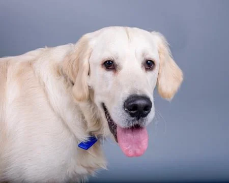 Dog on background. taken in a studio. Stock Photos