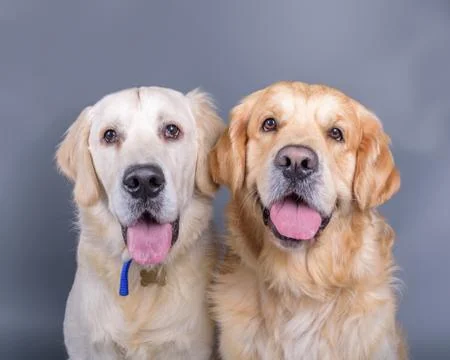 Dog on background. taken in a studio. Stock Photos