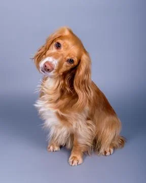 Dog on background. taken in a studio. Stock Photos