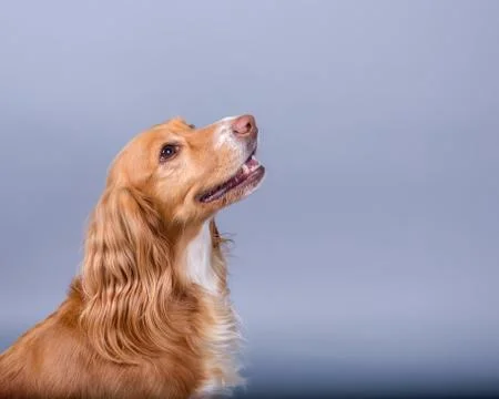 Dog on background. taken in a studio. Stock Photos