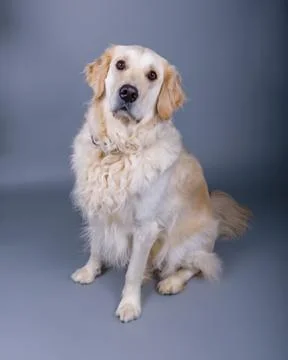 Dog on background. taken in a studio. Stock Photos