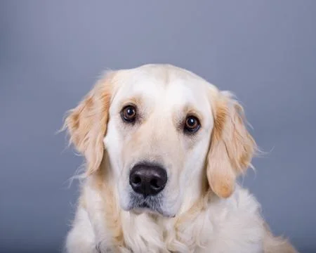 Dog on background. taken in a studio. Stock Photos