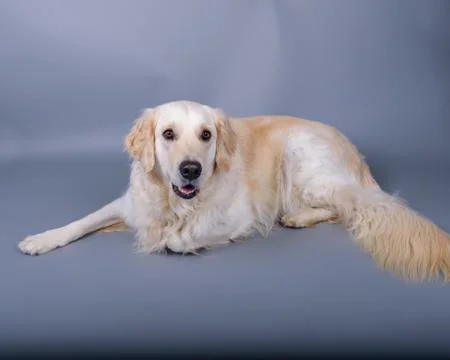 Dog on background. taken in a studio. Stock Photos