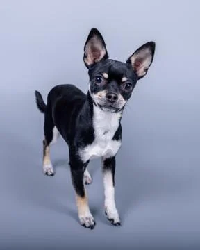 Dog on background. taken in a studio. Stock Photos