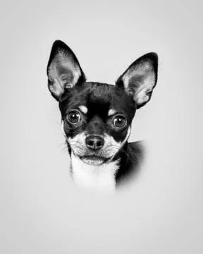 Dog on background. taken in a studio. Stock Photos