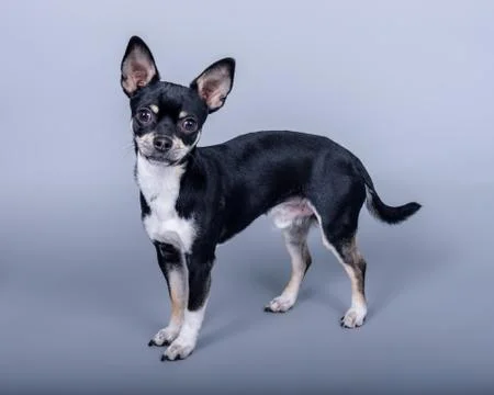 Dog on background. taken in a studio. Stock Photos