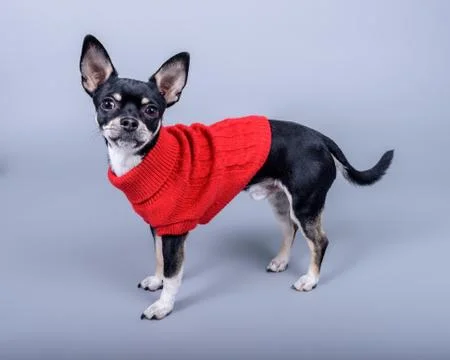 Dog on background. taken in a studio. Stock Photos