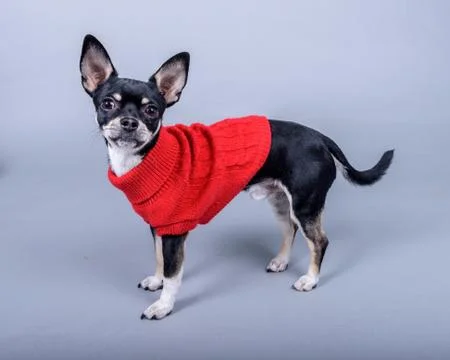 Dog on background. taken in a studio. Stock Photos