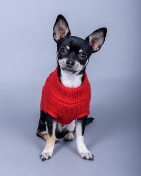 Dog on background. taken in a studio. Stock Photos