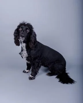 Dog on background. taken in a studio. Stock Photos