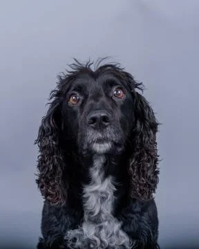 Dog on background. taken in a studio. Stock Photos