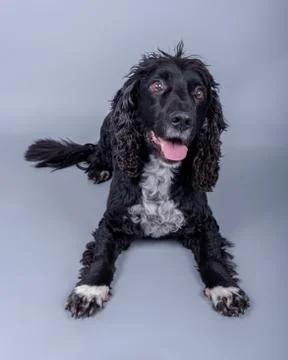 Dog on background. taken in a studio. Stock Photos