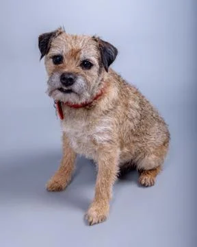 Dog on background. taken in a studio. Stock Photos