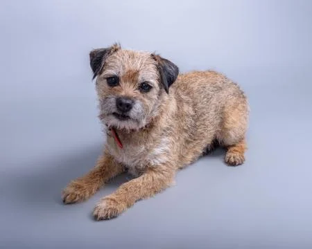 Dog on background. taken in a studio. Stock Photos