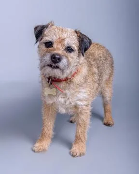Dog on background. taken in a studio. Stock Photos