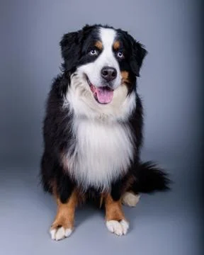 Dog on background. taken in a studio. Stock Photos