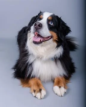 Dog on background. taken in a studio. Stock Photos