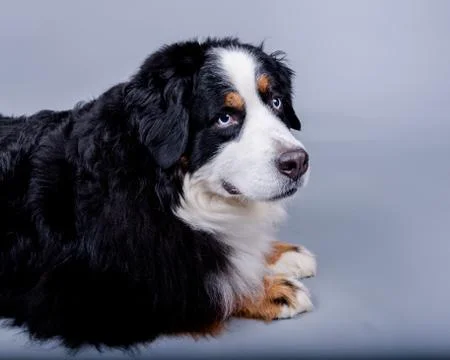 Dog on background. taken in a studio. Stock Photos