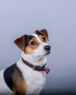 Dog on background. taken in a studio. Stock Photos