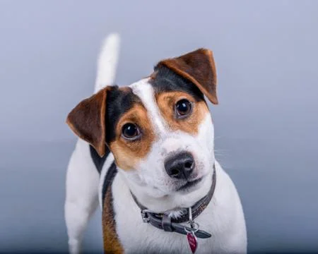 Dog on background. taken in a studio. Stock Photos