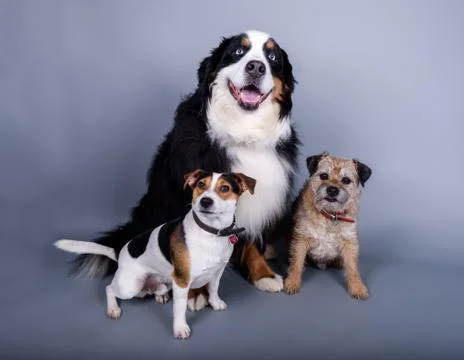 Dog on background. taken in a studio. Stock Photos