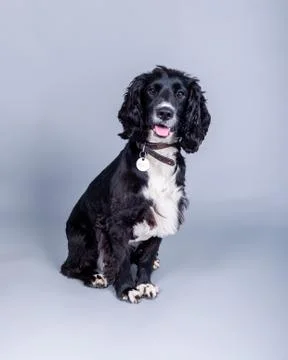 Dog on background. taken in a studio. Stock Photos