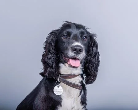 Dog on background. taken in a studio. Stock Photos