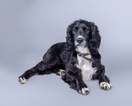 Dog on background. taken in a studio. Stock Photos