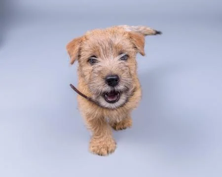Dog on background. taken in a studio. Stock Photos