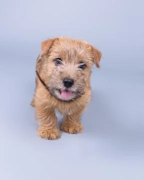 Dog on background. taken in a studio. Stock Photos