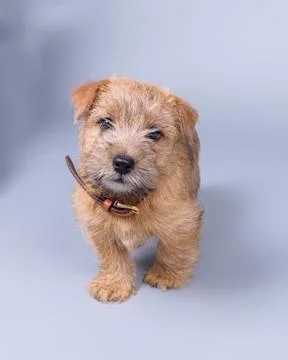 Dog on background. taken in a studio. Stock Photos
