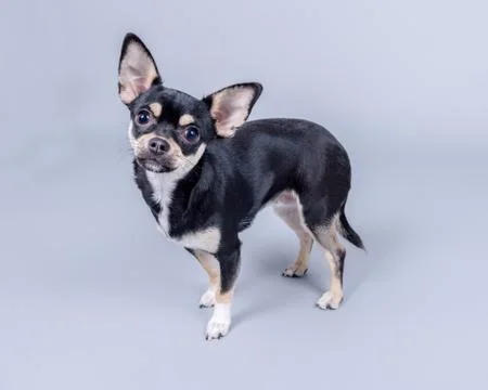 Dog on background. taken in a studio. Stock Photos