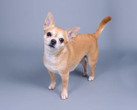 Dog on background. taken in a studio. Stock Photos