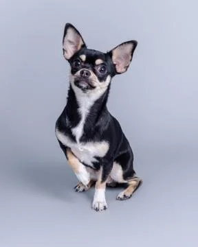 Dog on background. taken in a studio. Stock Photos