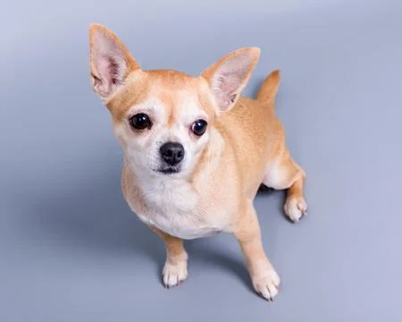 Dog on background. taken in a studio. Stock Photos