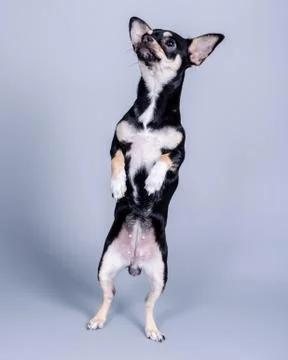 Dog on background. taken in a studio. Stock Photos
