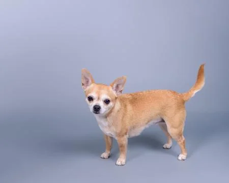 Dog on background. taken in a studio. Stock Photos