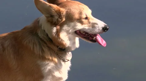 The dog on the background of water Video stock 53769149