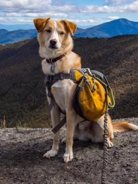 Dog with Backpack on Mountain Stock Photos