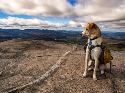 Dog with Backpack on Mountain Stock Photos