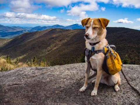 Dog with Backpack on Mountain Stock Photos
