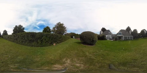 Dog in Backyard 360 Footage Stock-Footage 130030554