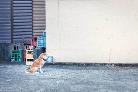 Dog in backyard Stock Photos