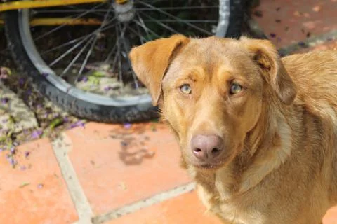 Dog on the backyard Stock Photos