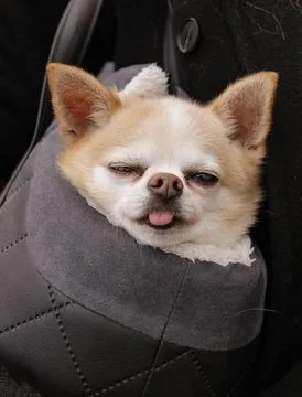 Dog in a bag Stock Photos