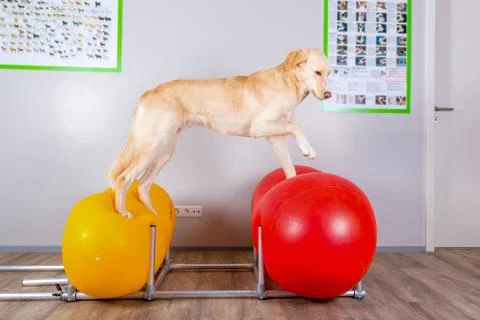 Dog balancing on inflatable tools in vets office Stock Photos