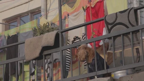 Dog on the balcony Stock Footage 90623719
