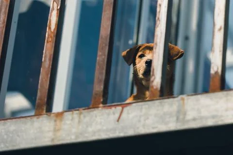 Dog on balcony Stock Photos